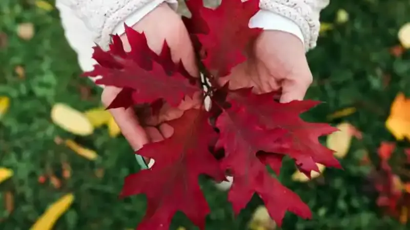8 Reasons for Buying Canadian Maple Leaf From a Coin and Bullion Dealer